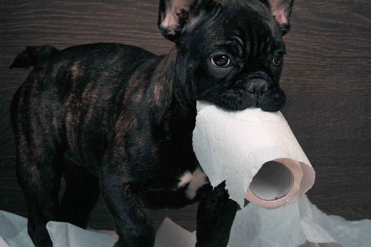 Bamboo Toilet Paper: The Future of Clean Comfort