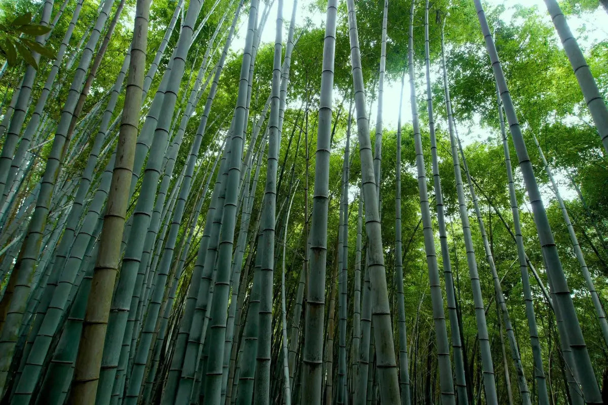 How Fast Does Bamboo Grow In a Day