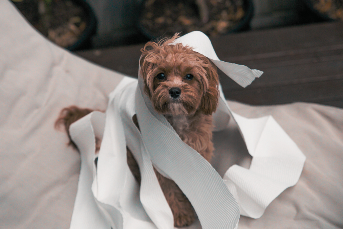 Why is Bamboo Toilet Paper Becoming Popular?