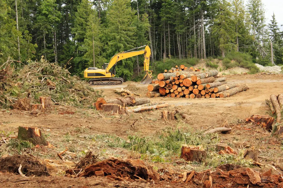 Why is Bamboo Toilet Paper Eco-Friendly?