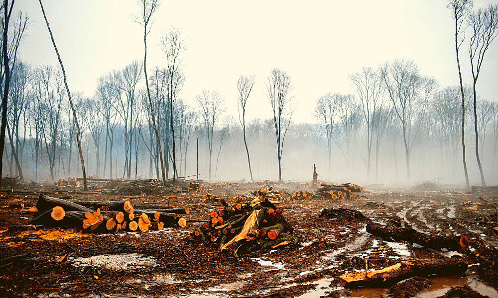 How Many Trees Are Cut Down Daily For Toilet Paper?