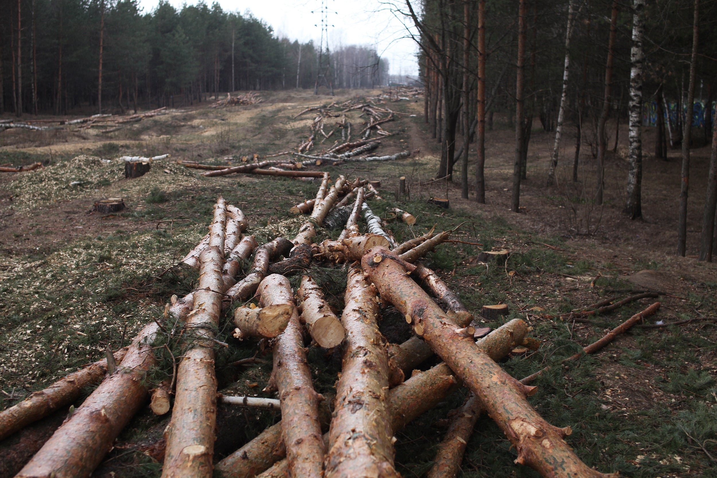 Forest Cut Down For Logging