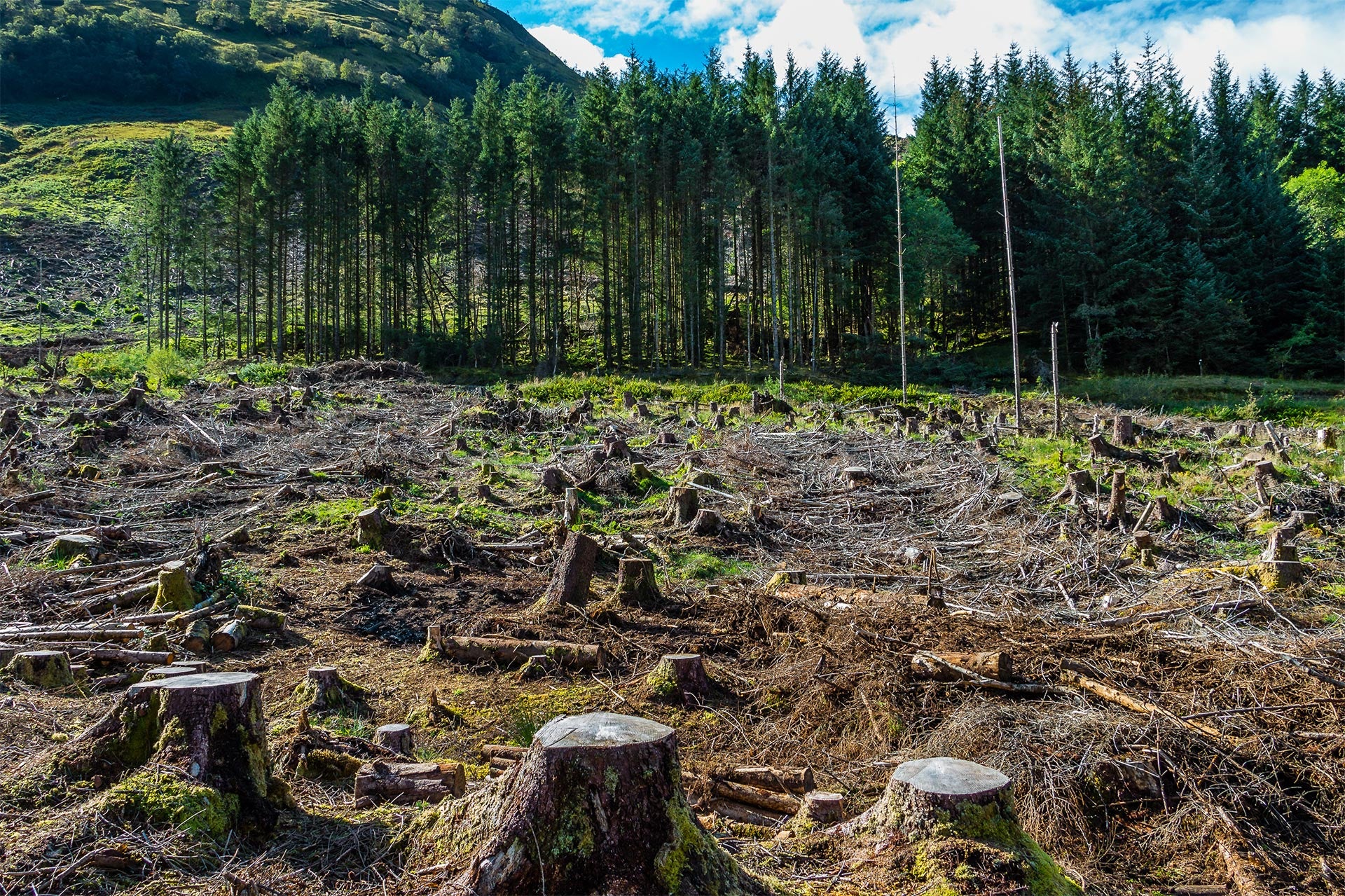 Destroyed Forest.