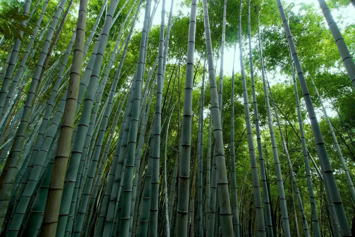 Bampooh - The Incredible Speed of Bamboo Growth: 35 Inches in a Day!