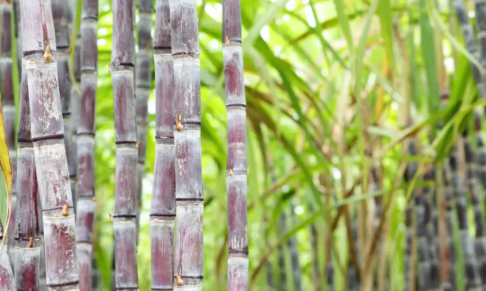 Bampooh - Where Is Sugarcane Grown?