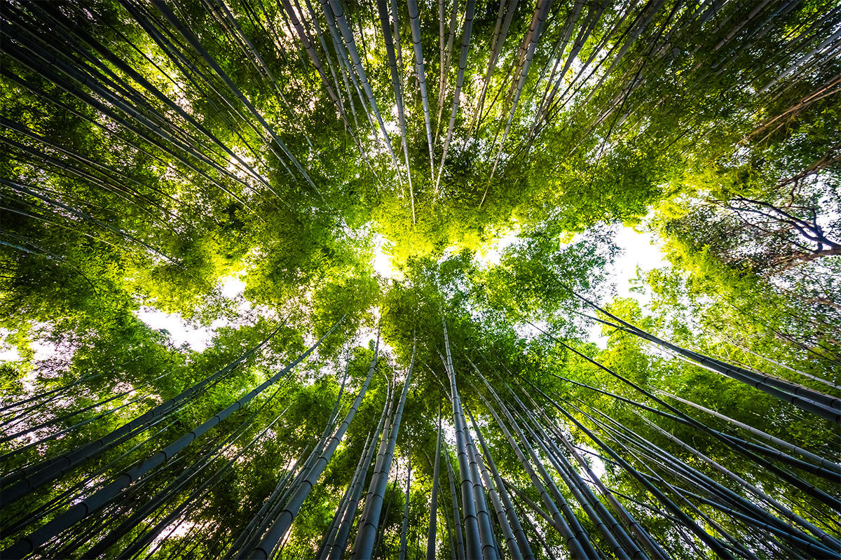 Can Bamboo Be Used For Toilet Paper?