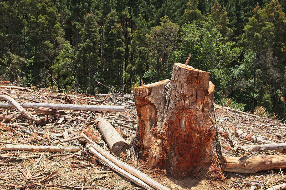 How Toilet Paper Waste Hurts The Environment