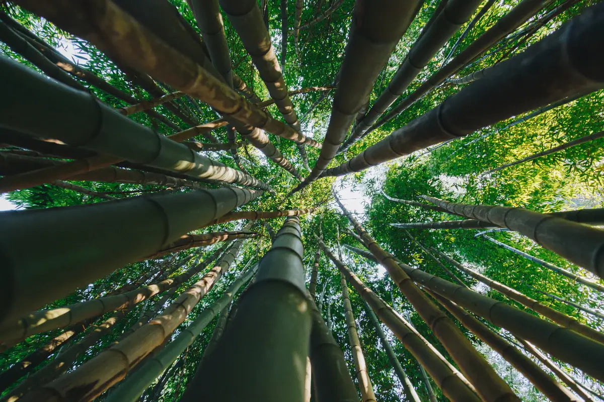 Why Is Bamboo Toilet Paper Better?