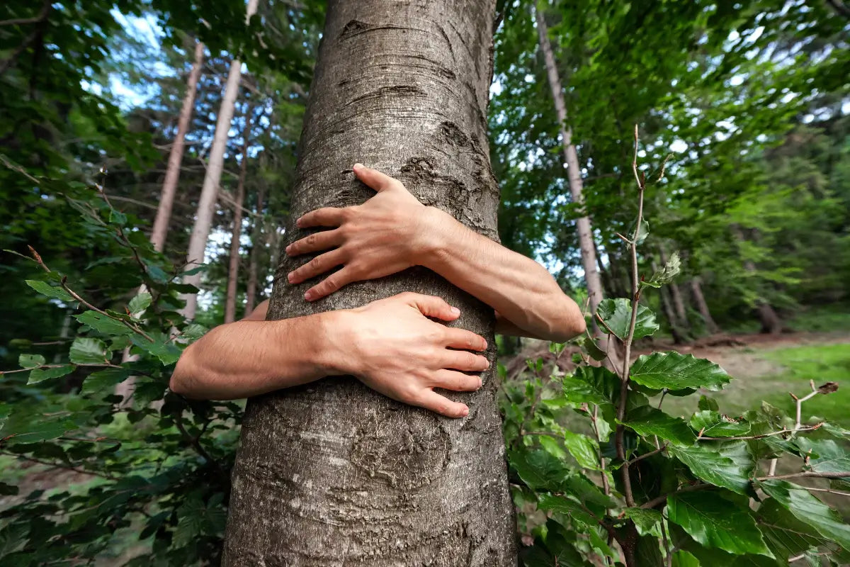 Is Bamboo Toilet Paper Better For The Environment?