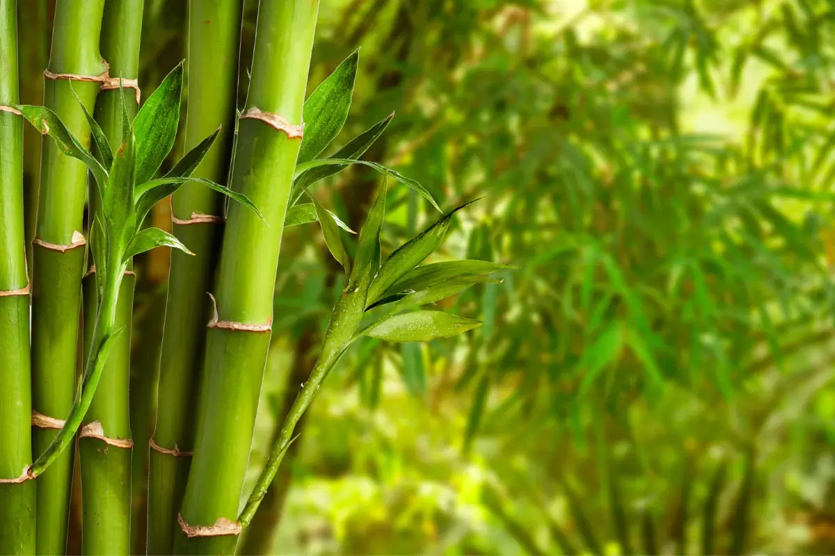 What is Bamboo Toilet Paper Made From?