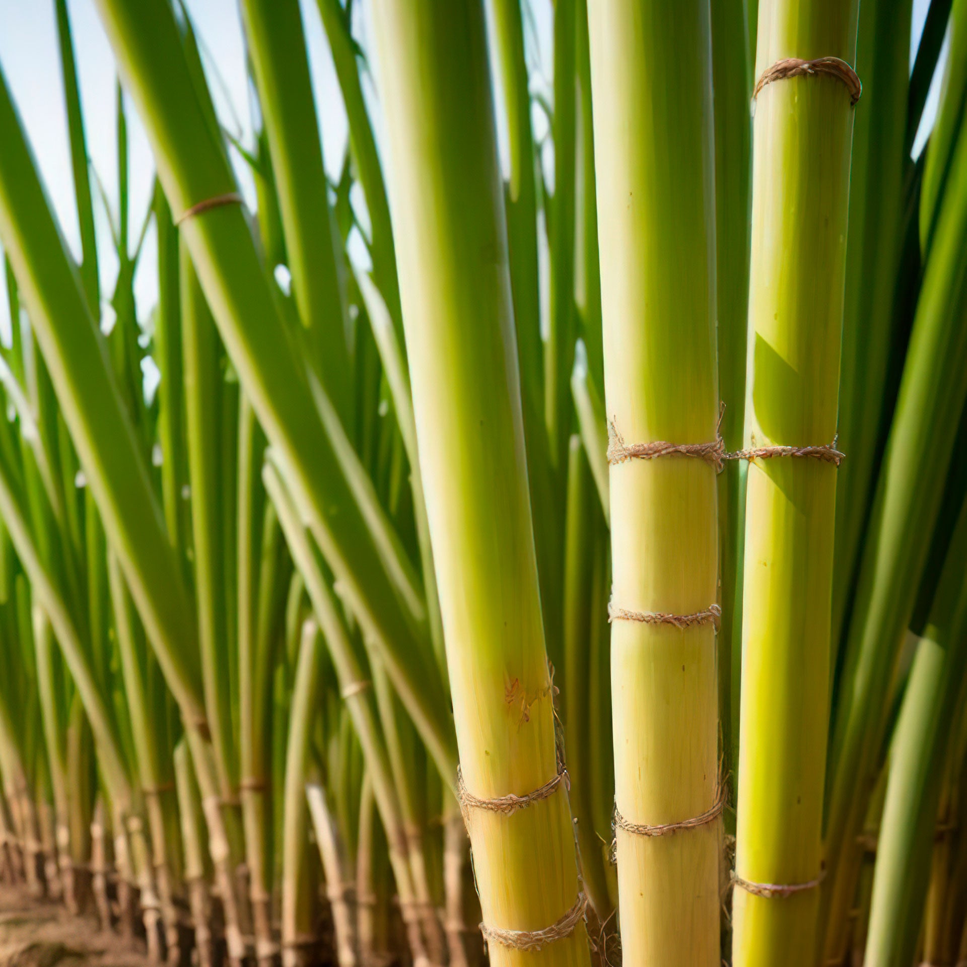 Sugarcane Toilet Paper