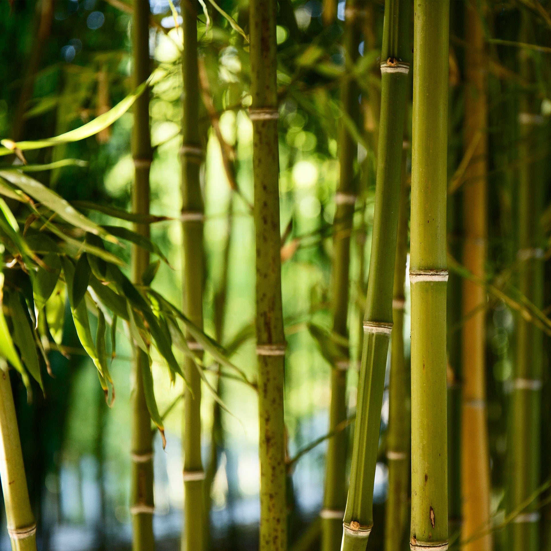 Bamboo Toilet Paper