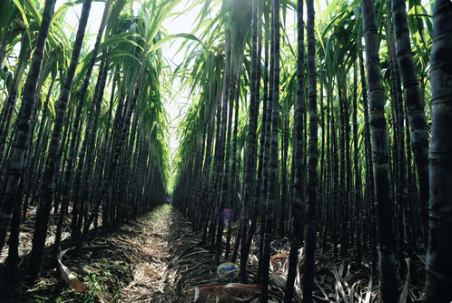 Bamboo Forest