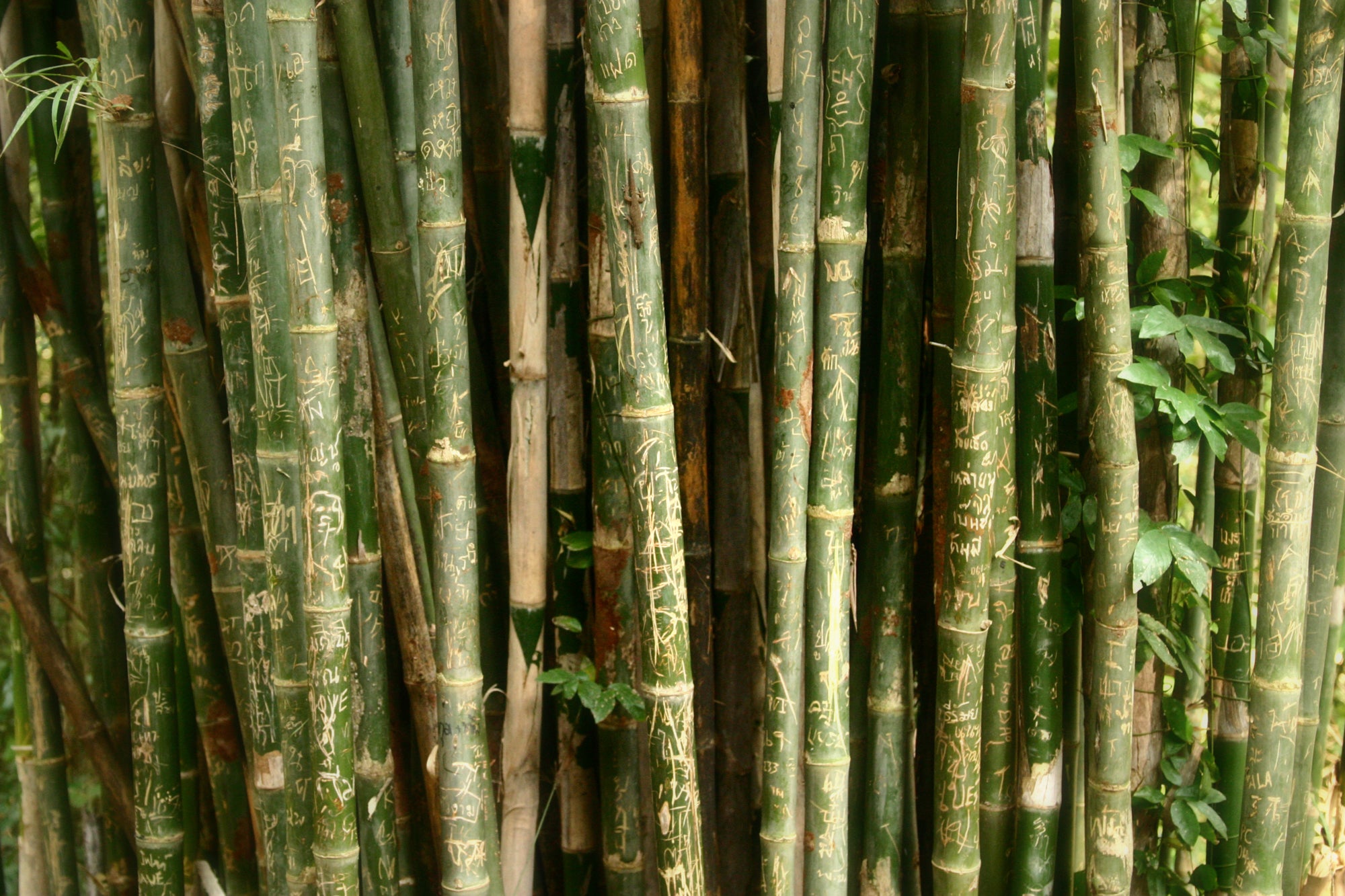 Bamboo With Engravings